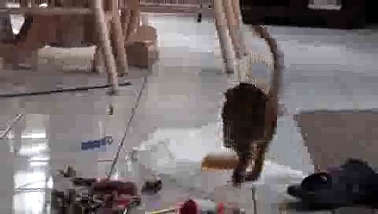 Kitten Playing with Toy