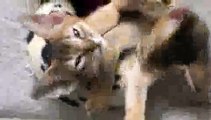 Kittens Hugging - Epic Cuteness!!(ipad)