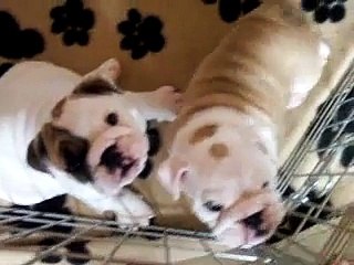 Winnie and Jamies puppies @ 7 weeks