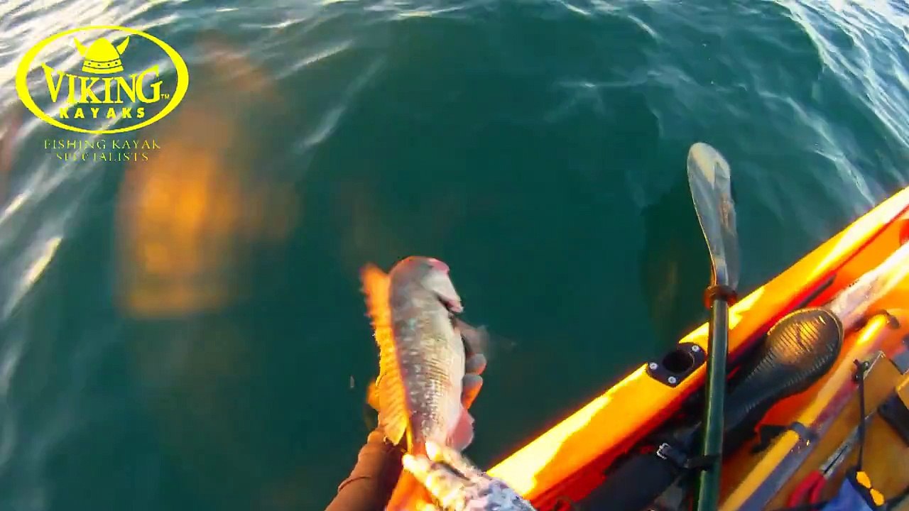 Hunting snapper with Viking Kayaks "bait rig tip"