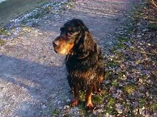 lennie my gordon setter
