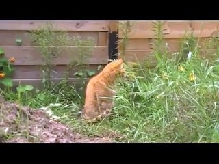 Afscheid Yamas de poes