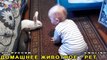 Кролики - домашние животные видео для детей ✿ Pets at home - rabbits playing