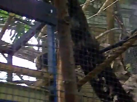 Golden-headed lion tamarins at Zoo Antwerp
