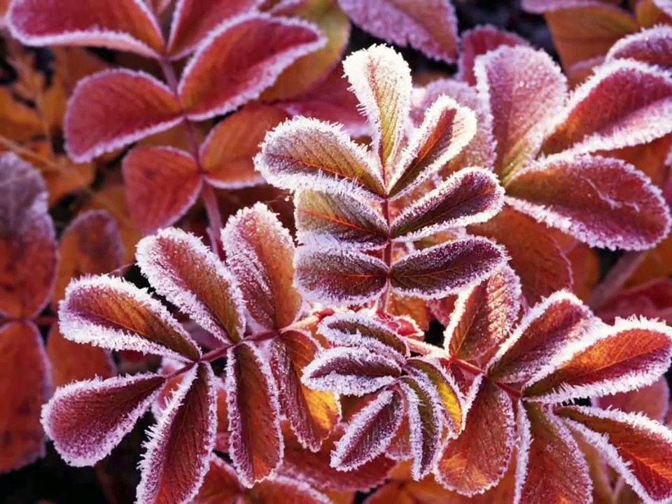 Searching For A Rainbow by Marshall Tucker Band