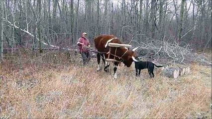Skidding Firewood Logs with Ox and Dog
