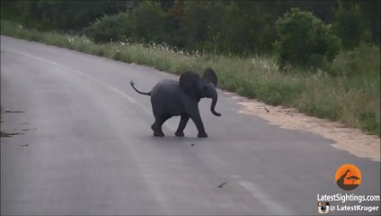 Baby Elephant Calf vs Birds - Latest Wildlife Sightings