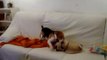 Donna (carlino) y Pancho (beagle) jugando como locos
