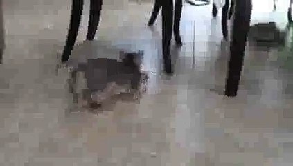 Aby Kitten Playing - Hex Bug Fun!