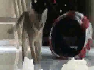 Aby Kittens Playing with Toilet Paper(ipad)