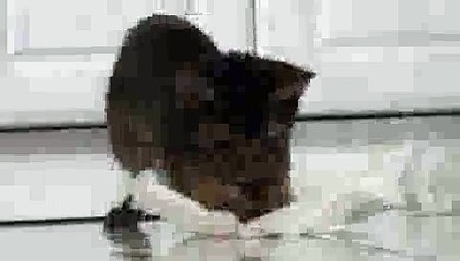 Abyssinian Cat Lazer Pounce!!(ipad)