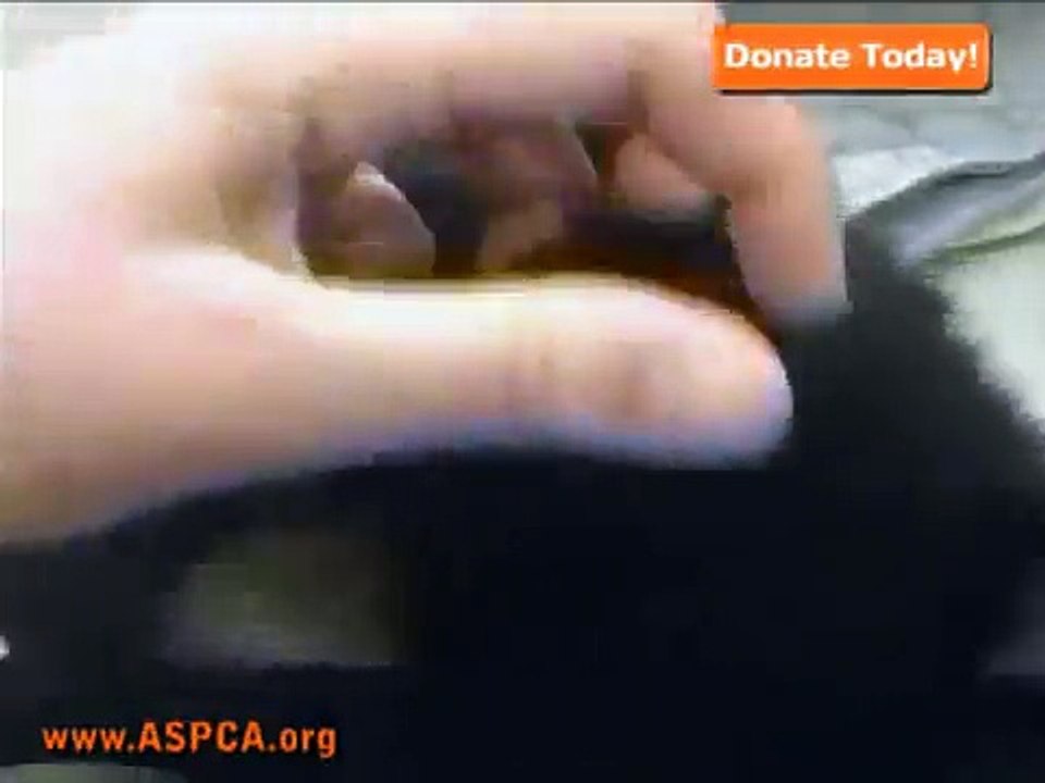 Pretty Pretty Paulette