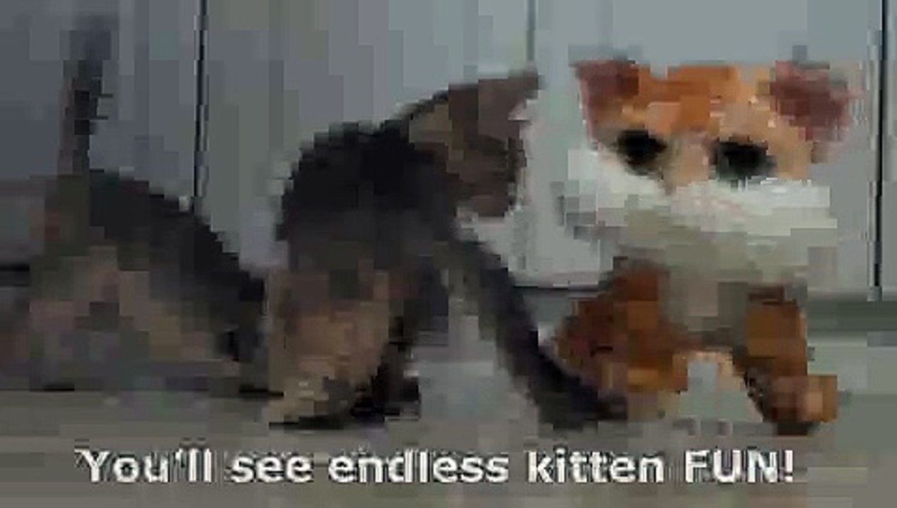 Abayomiabys Kitten Channel Trailer