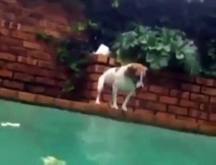 Talented Dog