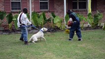 Dogo Argentinos Protection Work