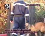 Cães Policia Serviço Segurança  - Por Celso Alves