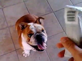 asia bulldog inglese licata agrigento