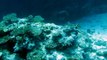 White Tip Reef Shark, Vuna Reef, Taveuni, Fiji.