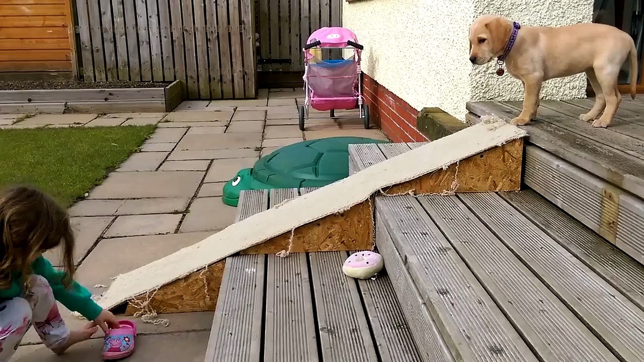 Cute Labrador Puppy Slides Down Ramp