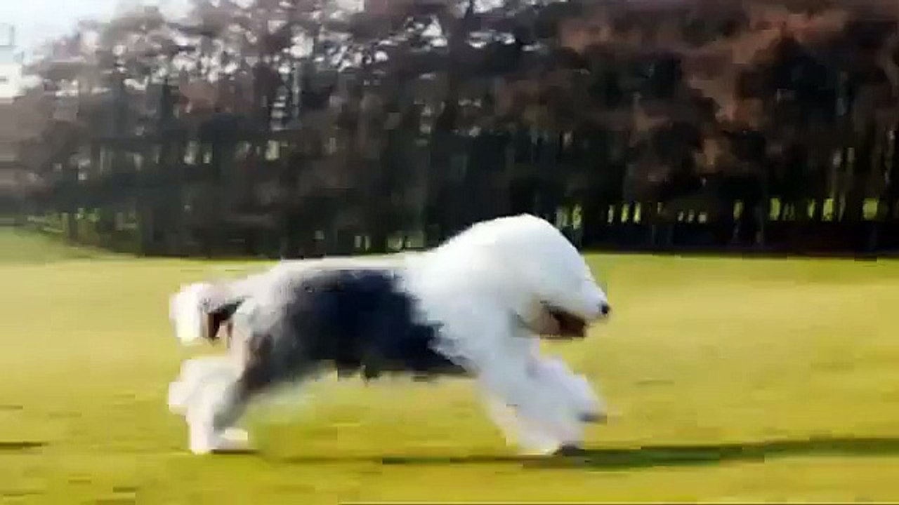 Dulux Reklama TV - Nowy pies Duluxa