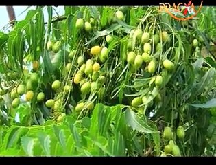 Expert Advice! Benefits And Uses of NEEM By Rajendra Dev Atal- Watch Video!