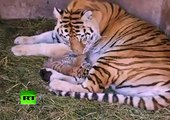 ¿Tigres siberianos o de Bengala?: nacen tres cachorros mestizos en un zoo de México