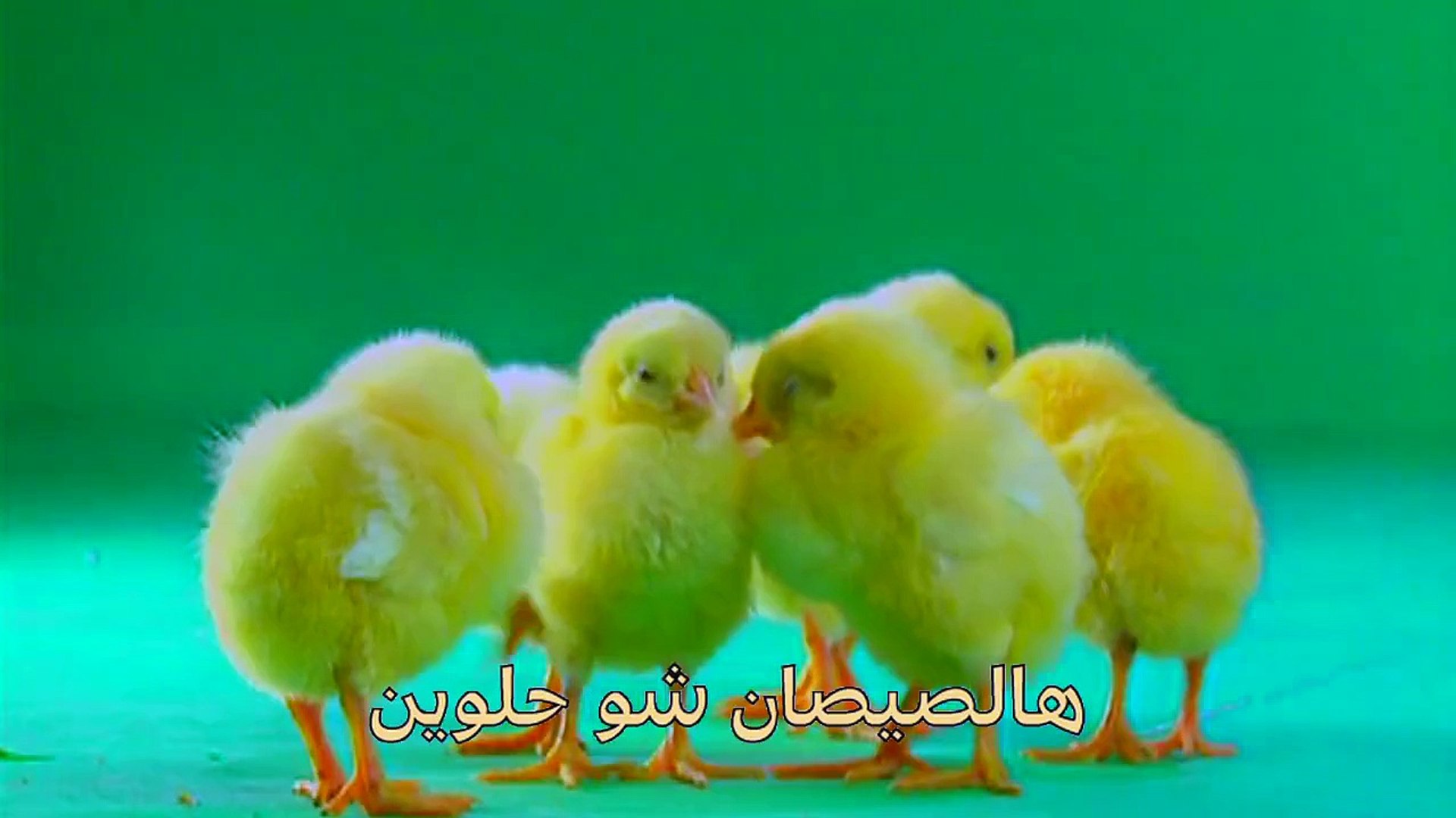 ⁣اغنية اطفال هالصيصان Teach Kids Arabic - Arabic Song These Chicks