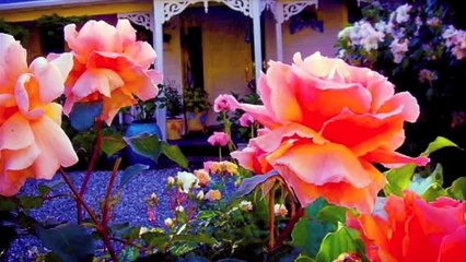 Stir it Up ☮ Jerry Garcia Band, 7/23/77