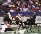 Saddlebred stallion Monaco @ Louisville 01