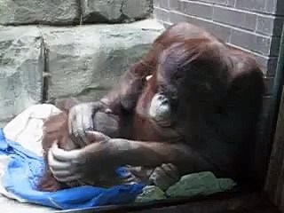 orangatan [orangatang?] baby gettin beat up by mom