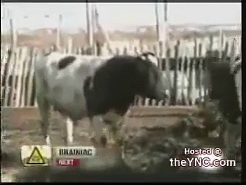 Cow Humps Farmer