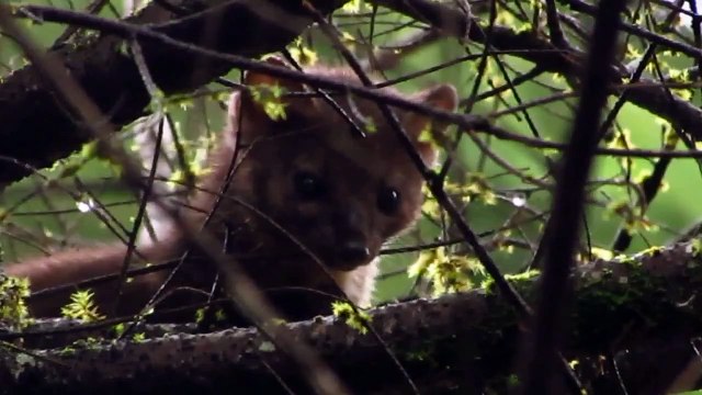 American Marten (Pine Marten) - Vancouver island