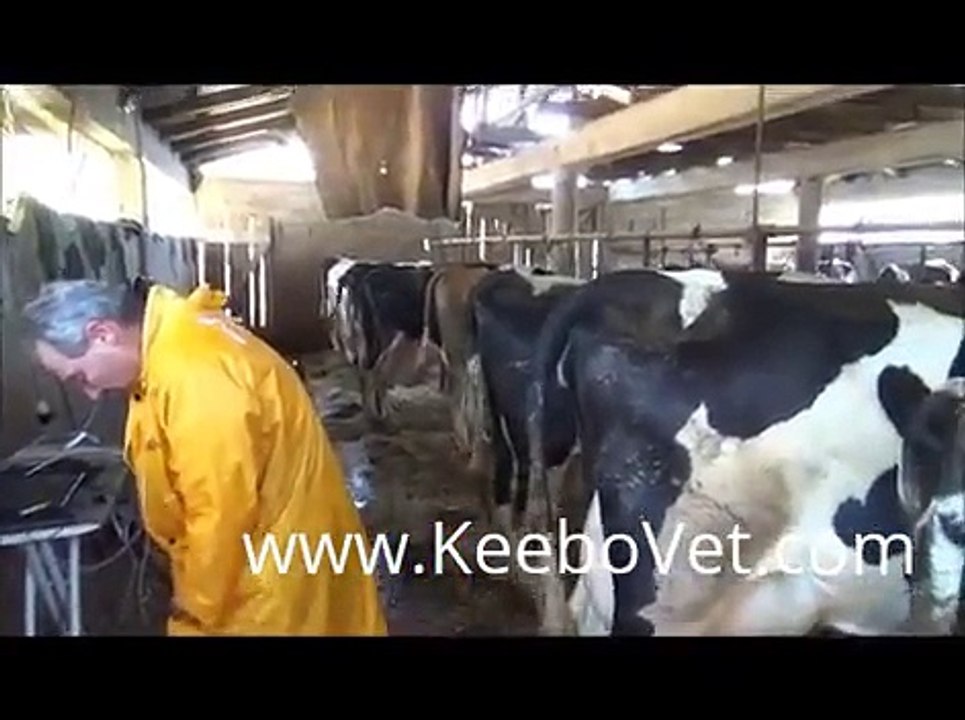 Pre Ovulation Follicles And Ovary In Diary Cow Diagnosed With Ultrasound Scanner