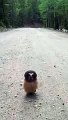 Boulder County Sheriffs Deputies meet their feathery match