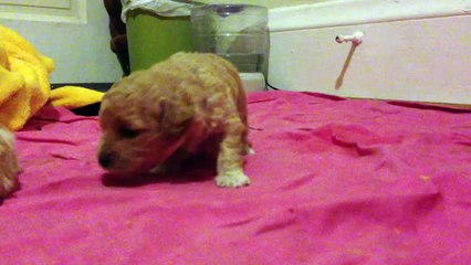 poodle and maltese mix