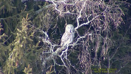 LAPPUGGLA  Great Grey Owl  (Strix nebulosa)  Klipp - 1160