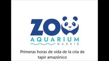 Damos la bienvenida a una cría de tapir amazónico al Planeta Zoo