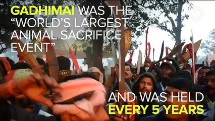 A Massive Animal Sacrifice Festival In Nepal Is Being Stopped