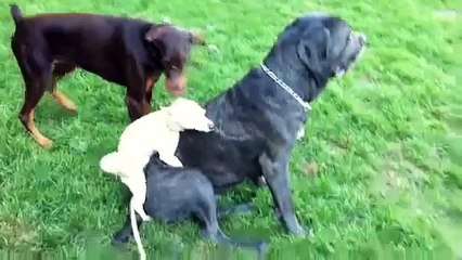 Little Chihuahua Humping a Huge Dog