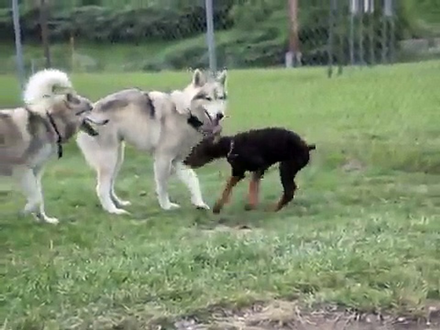 Doberman vs Wolf - video Dailymotion