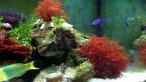 Valentini Puffer added to the 125 gal saltwater agressive tank