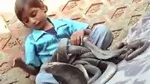 une famille indienne au milieu des serpents عائلة هندية تعيش وسط الثعابين