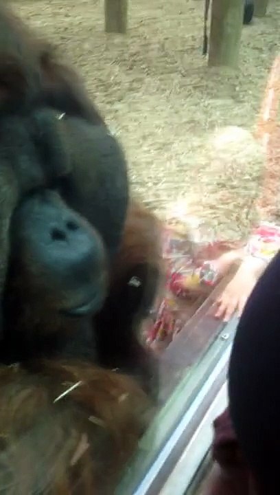 Orangutan Kisses Pregnant Woman's Belly - Colchester Zoo