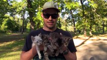 Un couple découvre 4 petits chatons abandonnés alors qu'il se promenait dans les bois