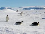 Emperor Penguins in Antarctica filmed by Scott Kurttila