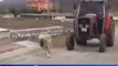Turkish Dog Kangal Pulls the 3.5 Ton Tractor !!!