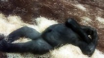 Lustiger Gorilla Sadiki - Funny Gorilla Sadiki - Tierpark Hellabrunn