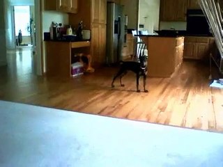 Doberman ear crop at 5 months