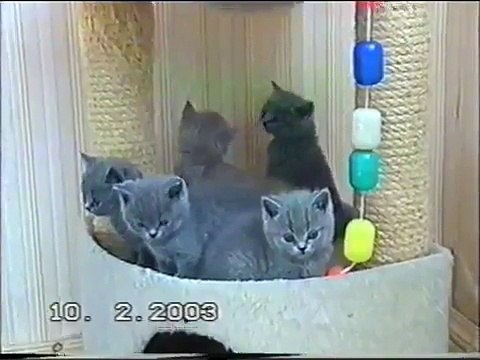 Британские котята из питомника Silvery Snow г.Москва