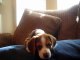 Un jeune beagle, vient tout juste de découvrir comment faire pour hurler